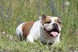 BULLDOG ANGLAIS 016
